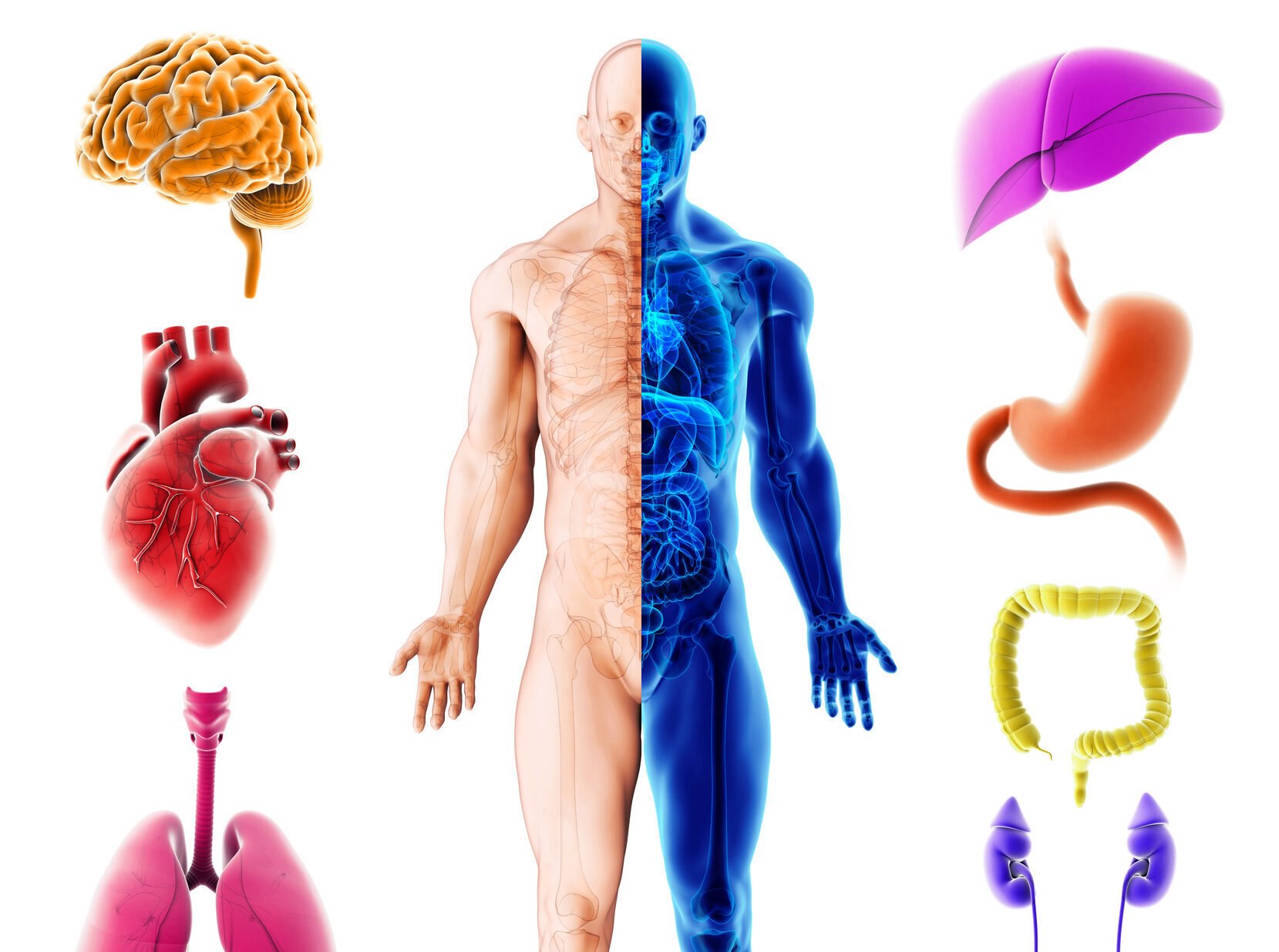 Course - Introduction to Anatomy & Physiology