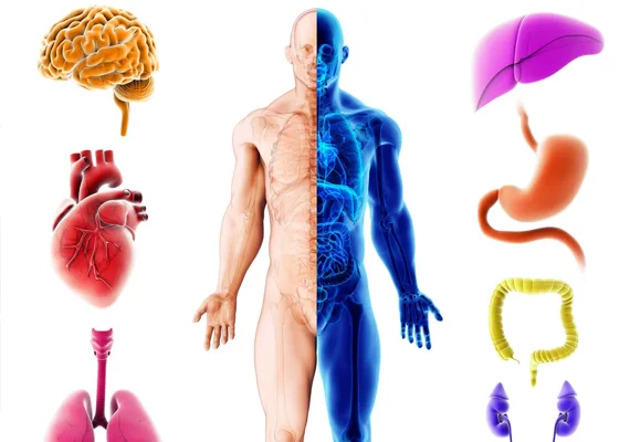 Course - Introduction to Anatomy & Physiology